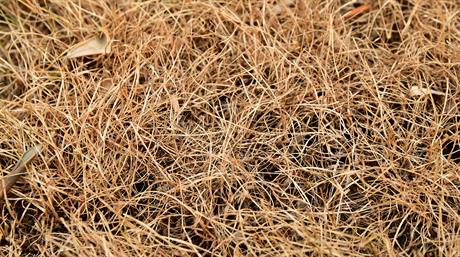 Sector Review 2025: Turf